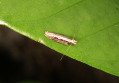 Hypatima spathota