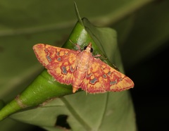 Ischnurges gratiosalis