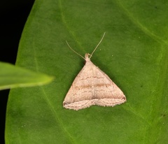 Lysimelia neleusalis