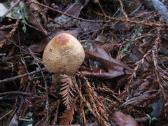Lepiota spheniscispora