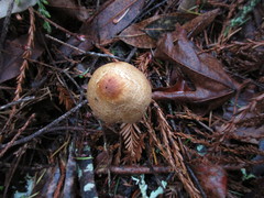 Lepiota spheniscispora