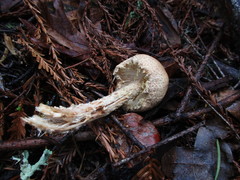 Lepiota spheniscispora