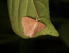Perixera minorata
