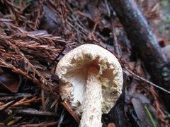 Lepiota spheniscispora