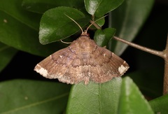 Adrapsa quadrilinealis