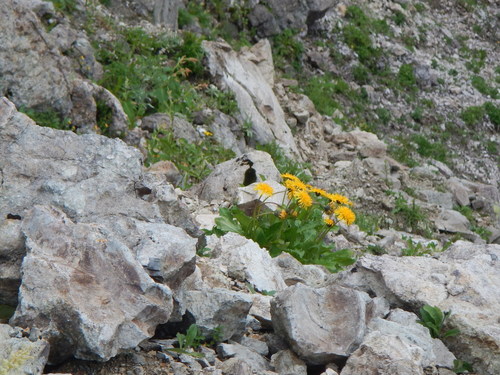 Taraxacum alpicola iNat (3)