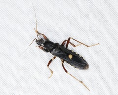 Ectomocoris atrox