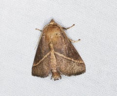 Quasithosea obliquistriga