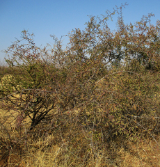 Ximenia