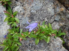Campanula chamissonis