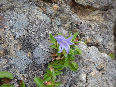 Campanula chamissonis