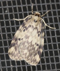 Hectobrocha subnigra