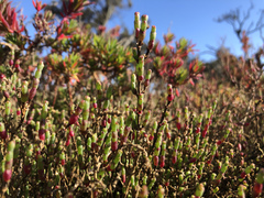 Tecticornia arbuscula