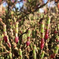 Tecticornia arbuscula