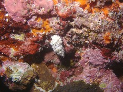 Nassarius granifer