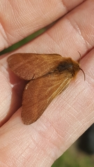 Malacosoma alpicolum