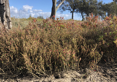 Tecticornia arbuscula