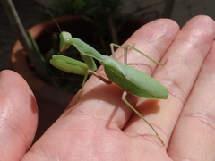 Sphodromantis