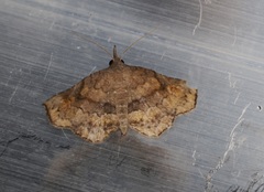 Throana pectinifer