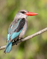 Halcyon senegaloides