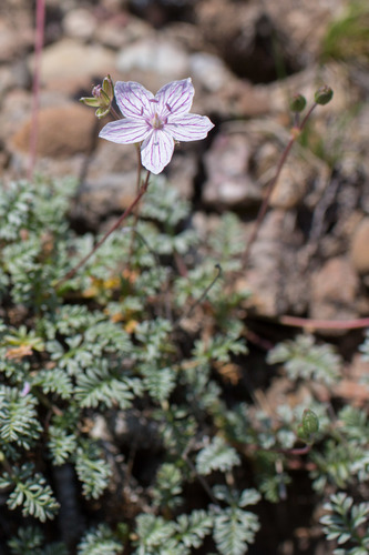Erodium rupestre, photograph 5