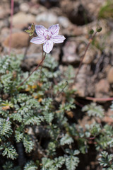Erodium rupestre