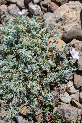 Erodium rupestre, photograph 6