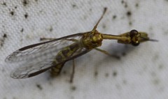 Spaminta minjerribae