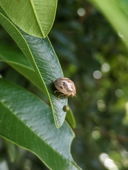 Paropsisterna semifumata