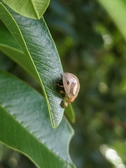 Paropsisterna semifumata
