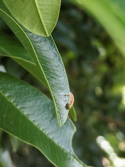 Paropsisterna semifumata