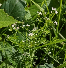 Galium uliginosum