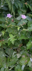 Geranium nodosum