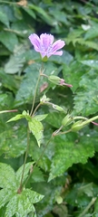 Geranium nodosum