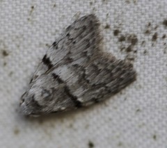 Nola pygmaeodes