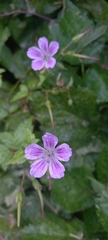 Geranium nodosum