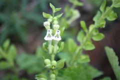 Scutellaria albida