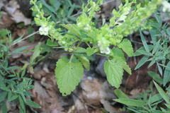Scutellaria albida