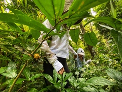 Amata grotei