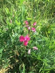 Lathyrus tuberosus