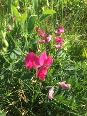 Lathyrus tuberosus