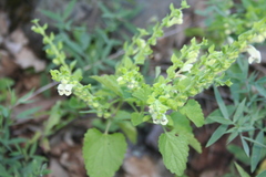 Scutellaria albida