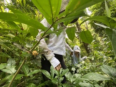 Amata grotei