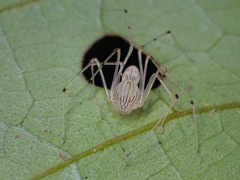 Scytodes pallida