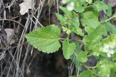 Scutellaria albida