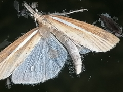 Agriphila selasella