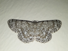 Catoria sublavaria