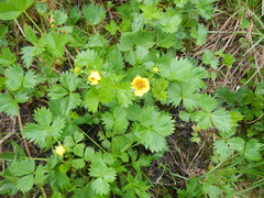 Potentilla matsumurae