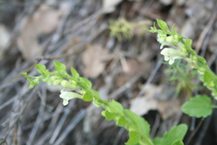 Scutellaria albida