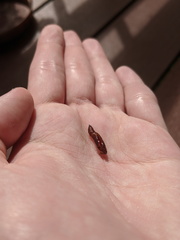 Haritalodes obliqualis